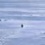 Logo Nietzschean Penguin