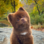 Logo Bertram The Pomeranian